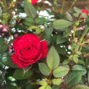 Rosal Mini rojo detalle
