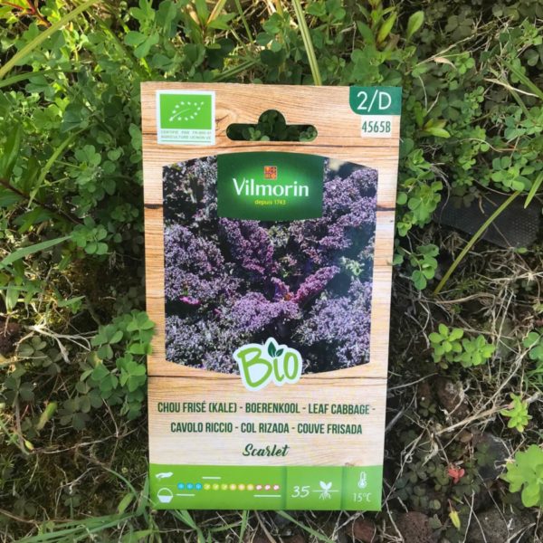 semillas col rizada violeta ecológica